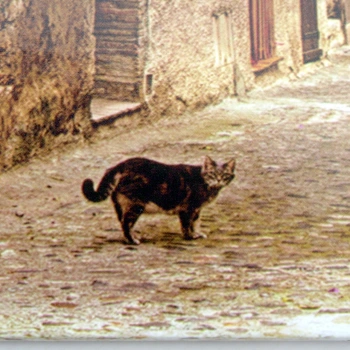 Album Lotmar Siesta kot (100 stron pod folię)