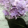 Album wsuwany Flower Bez (304 zdjęcia 10x15)