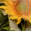 Album wsuwany Flower Słoneczniki (304 zdjęcia 10x15)