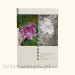 Album Kwiaty Fiolet (300 zdjęć 9x13) Fandy 5091