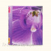 Album Orchidea (pod folię 60 stron) Poldom 5617