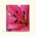 Album Lilia (pod folię 40 stron) Poldom SA-40S ASSORT 13-B lilia
