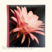 Album Innova Botanics Czerwony (tradycyjny 100 białych stron) Innova Q6702231[cz]